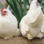 Poultry parasites: identifying them, treating them and preventing their occurrence