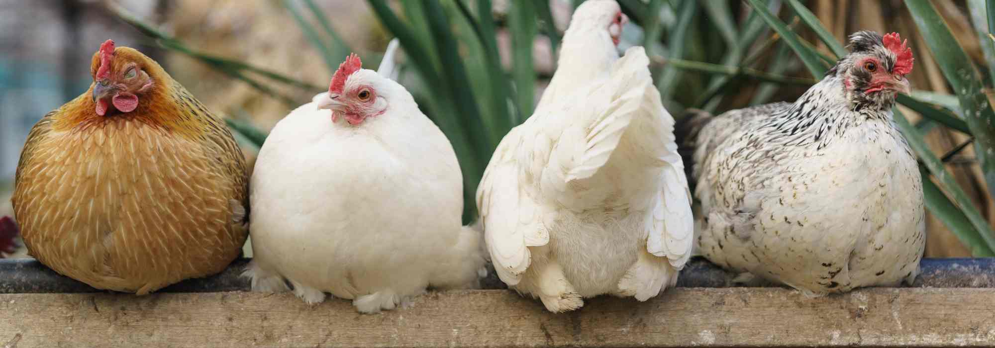 Poultry parasites: identifying them, treating them and preventing their occurrence