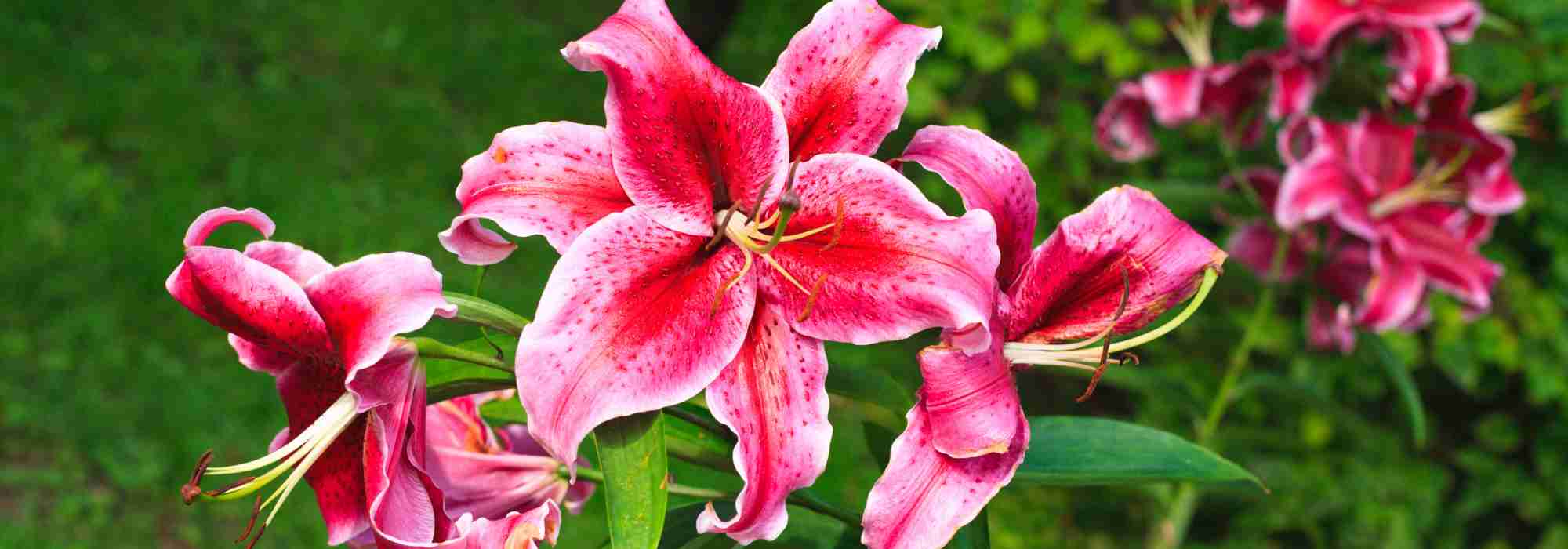 My lilies fail to bloom, why?