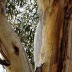 Pyrophytic plants, these fascinating plants that adapt to fire