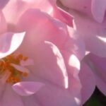 Roses: discover 6 hardy varieties