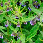 How and why to use comfrey in the garden and in the vegetable plot?
