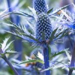 Xerophyte plants, plants adapted to drought