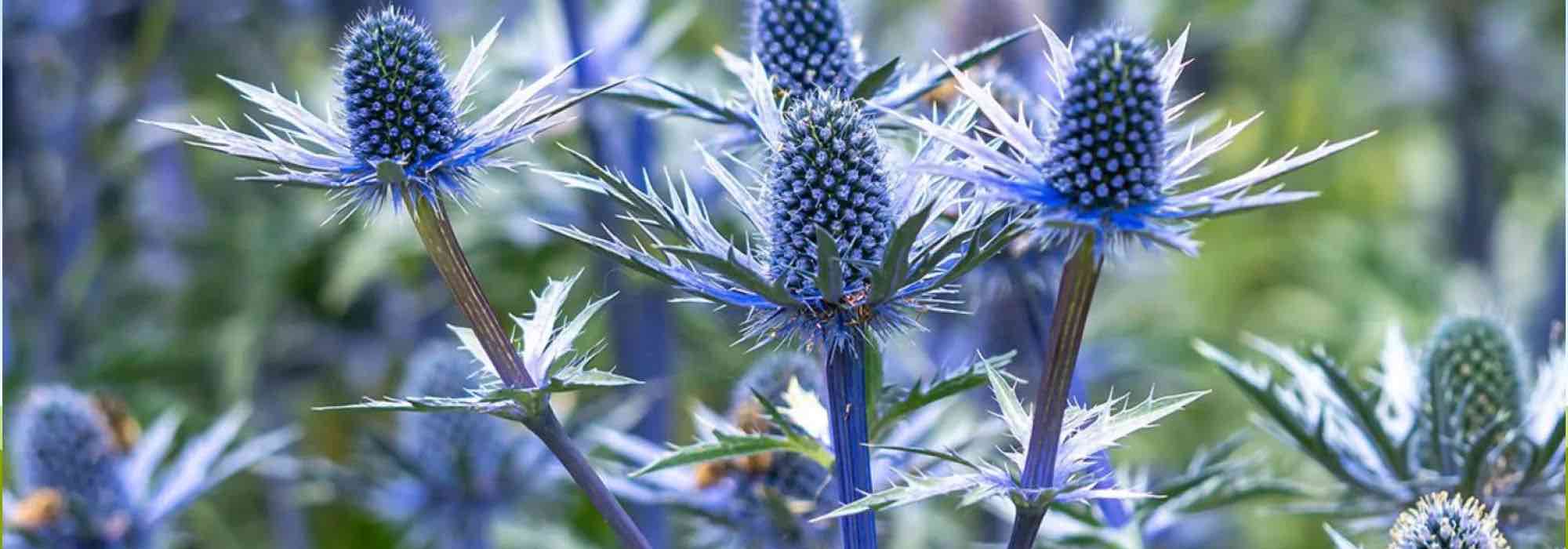 Xerophyte plants, plants adapted to drought