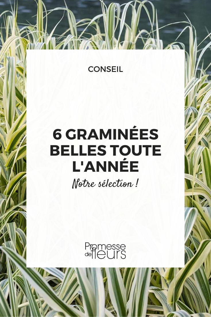 Adopt these beautiful grasses all year round Arundo donax 'Ely'