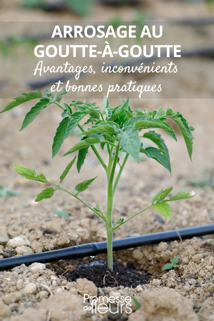 Drip Irrigation in the Garden