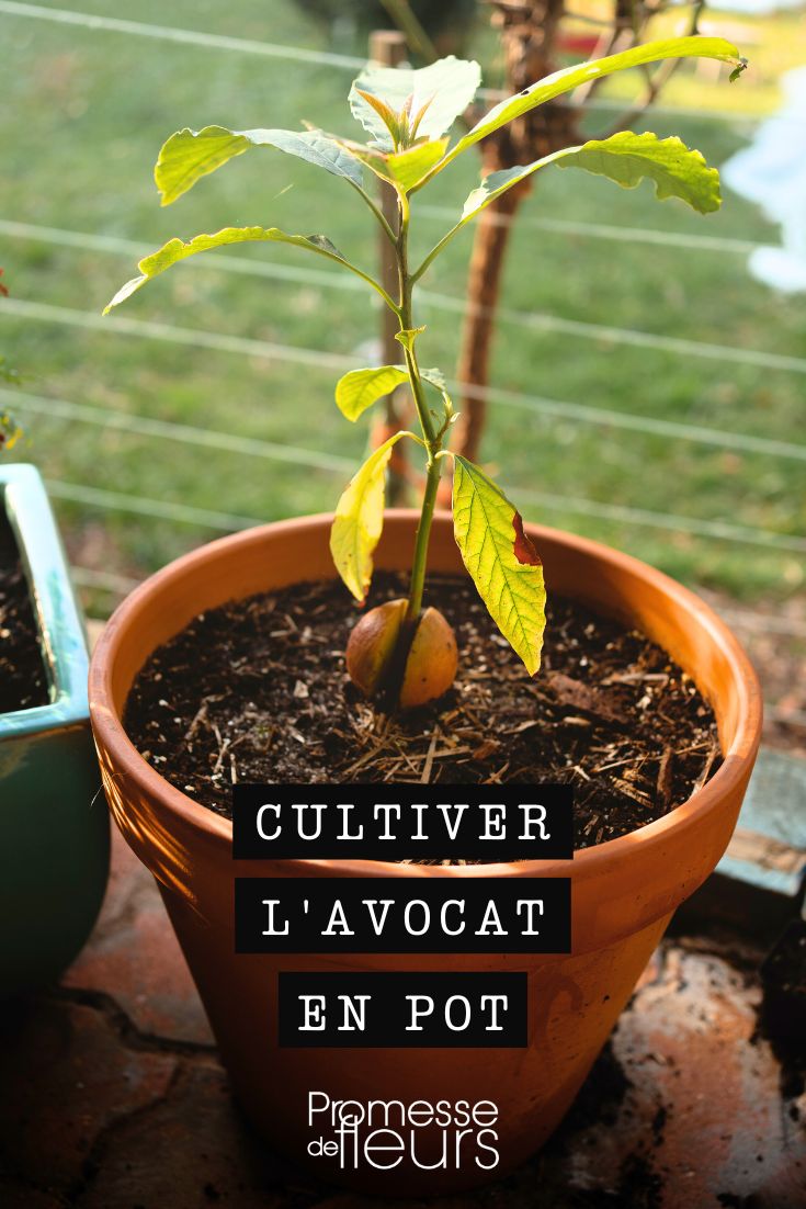 Growing Avocado in Pots