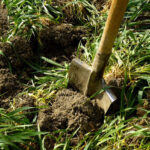 When and how to bury green manures?