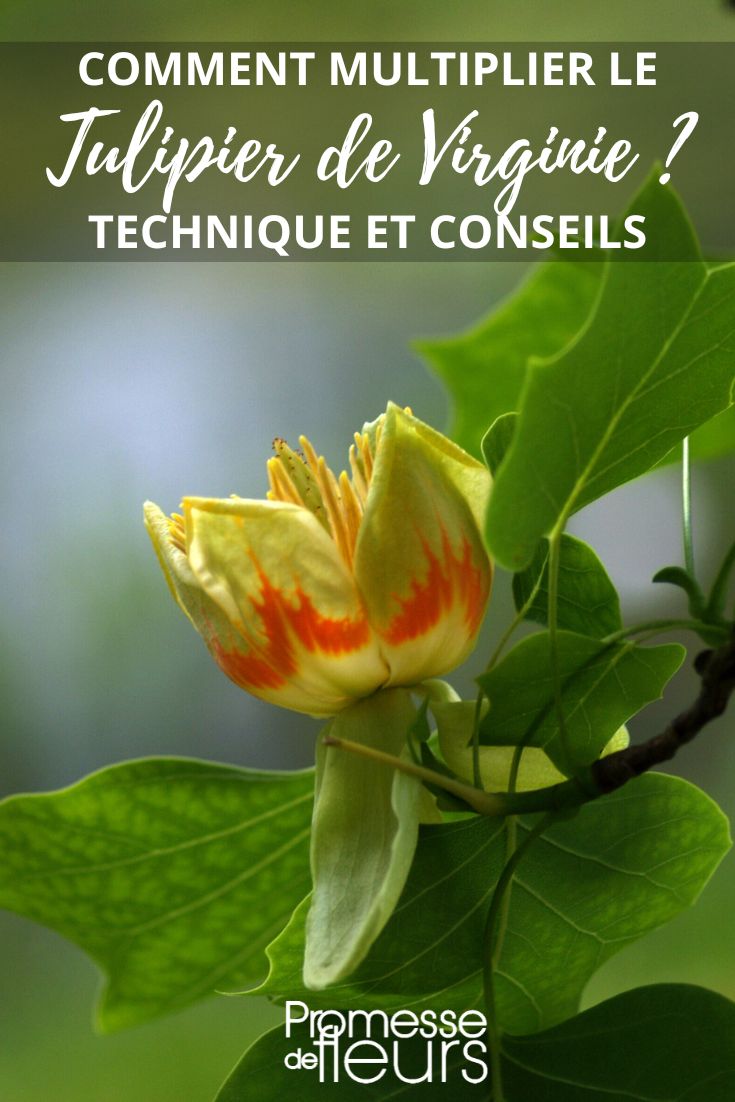 flower of the tulip tree