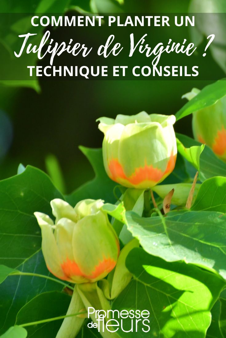 Tulip tree