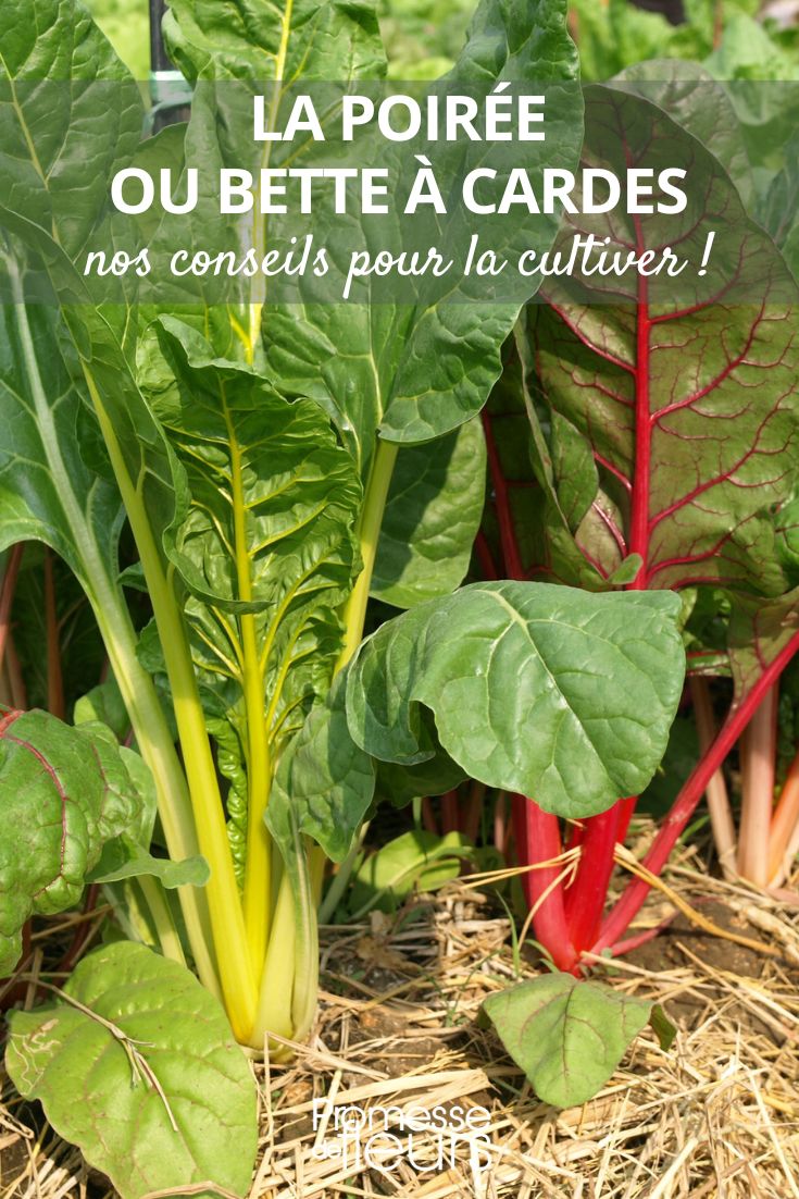 Growing Swiss chard