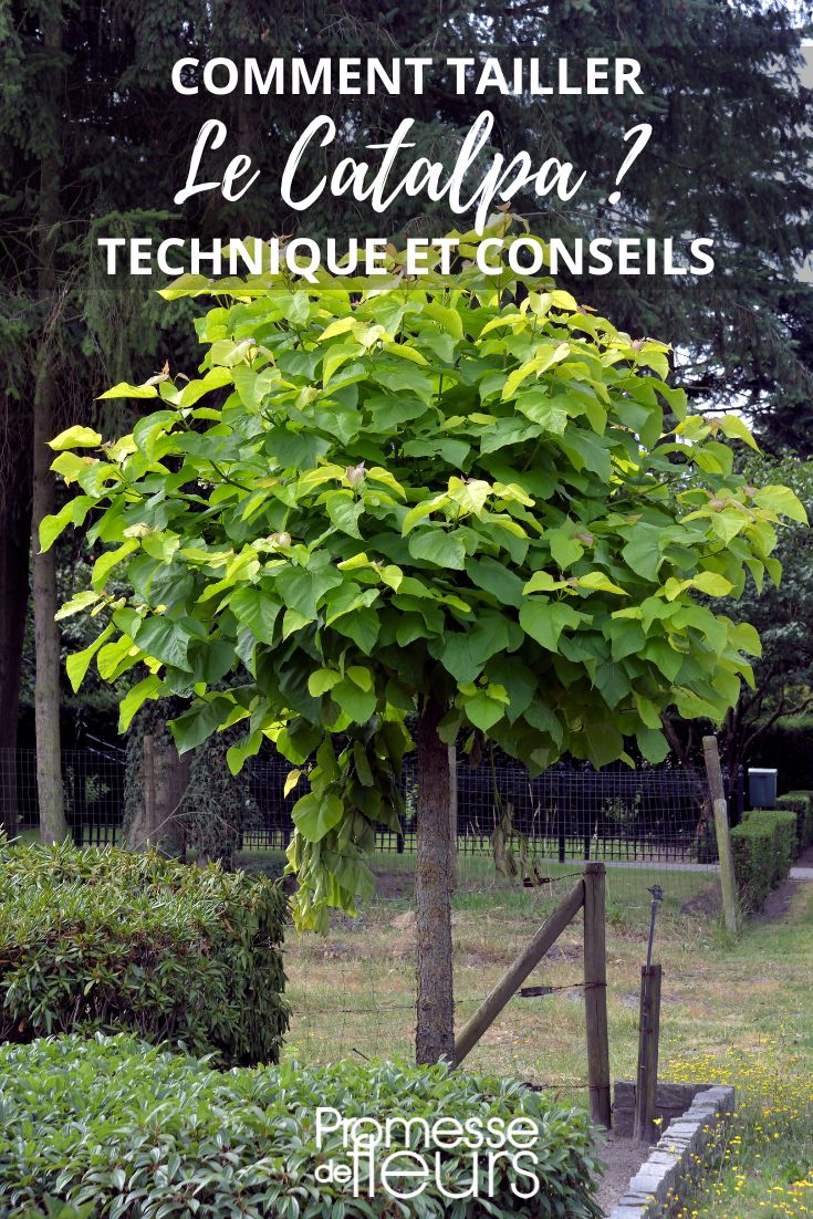 pruning catalpa
