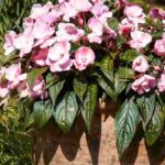 Growing Impatiens in pots