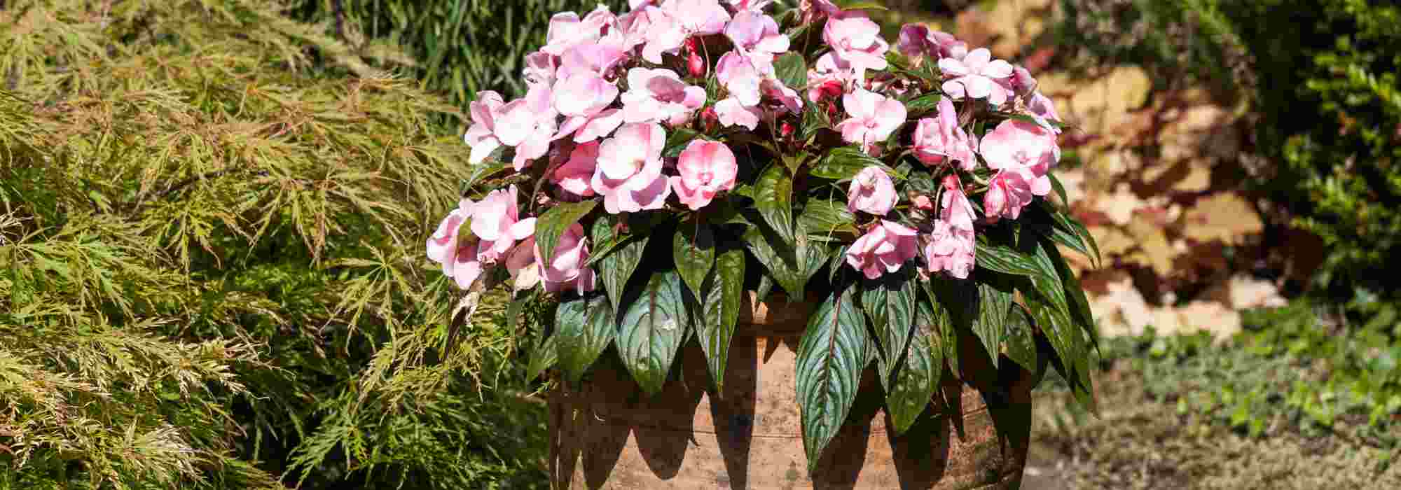 Growing Impatiens in pots