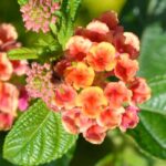 Growing Lantana in pots