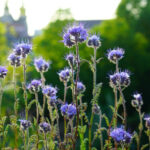 When and how to sow green manures?