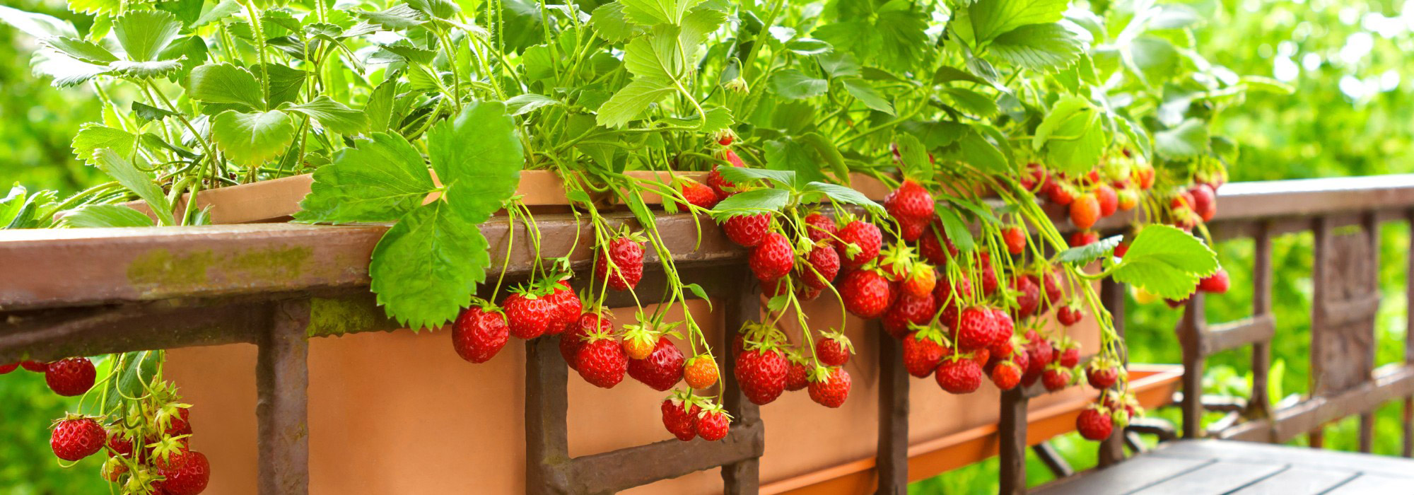 The best space-saving ideas for growing strawberries