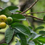 Discover 5 exotic fruit trees to grow in France