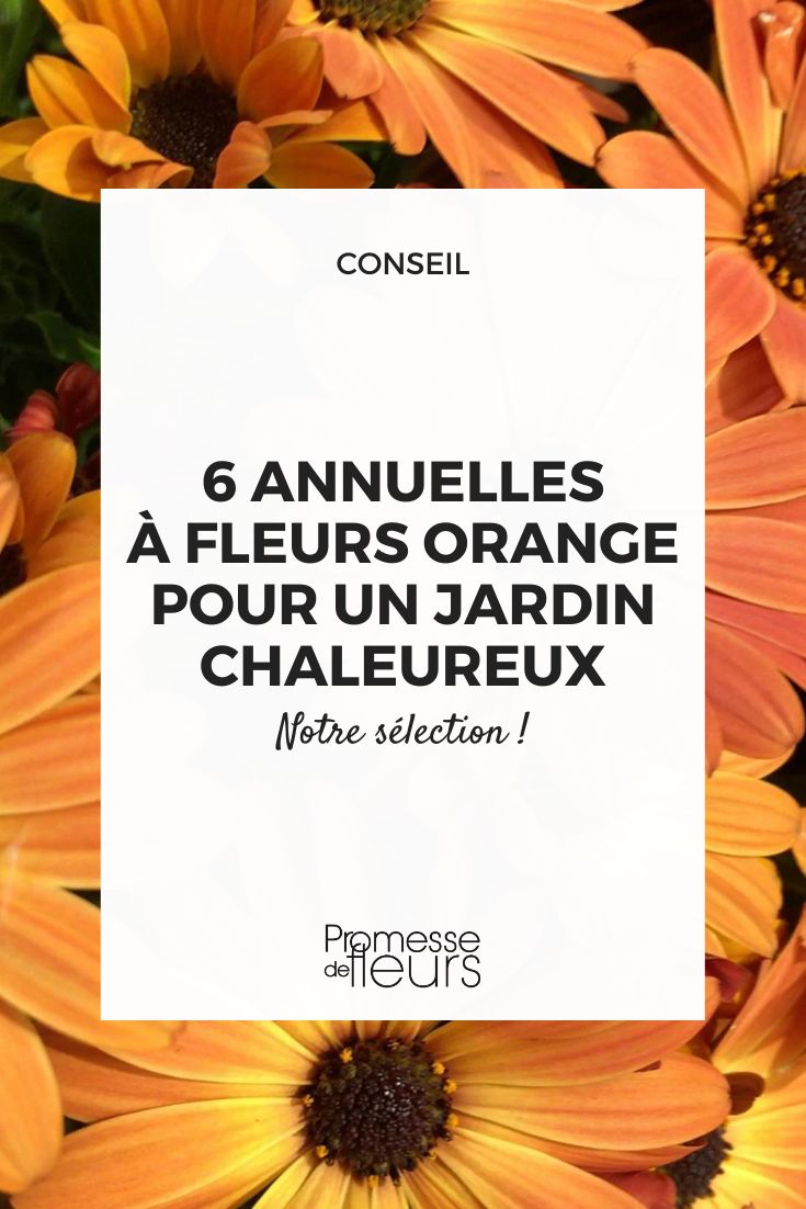 The best annual flowers with orange blooms for a warm garden Osteospermum Dalina