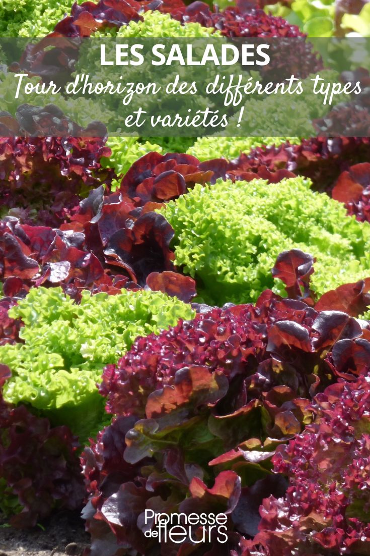 Lettuces **What salads for my garden?**
If you're looking to grow salads in your garden, there are several options to consider. Here are some popular choices:
- **Lettuce**: A staple in any salad, lettuce comes in various types such as butterhead, romaine, and loose-leaf. Easy to grow and perfect for beginners.
- **Spinach**: Rich in nutrients, spinach is a versatile green that can be used in salads or cooked dishes.
- **Arugula**: Known for its peppery flavour, arugula adds a unique taste to salads.
- **Kale**: A superfood packed with vitamins and antioxidants, kale is a hearty green that can withstand colder temperatures.
- **Radishes**: These crunchy root vegetables add a spicy kick to salads and are quick to grow.
- **Herbs**: Fresh herbs like basil, parsley, and cilantro can elevate the flavour of your salads.
These are just a few options to get you started. Experiment with different varieties to find the ones you enjoy the most!