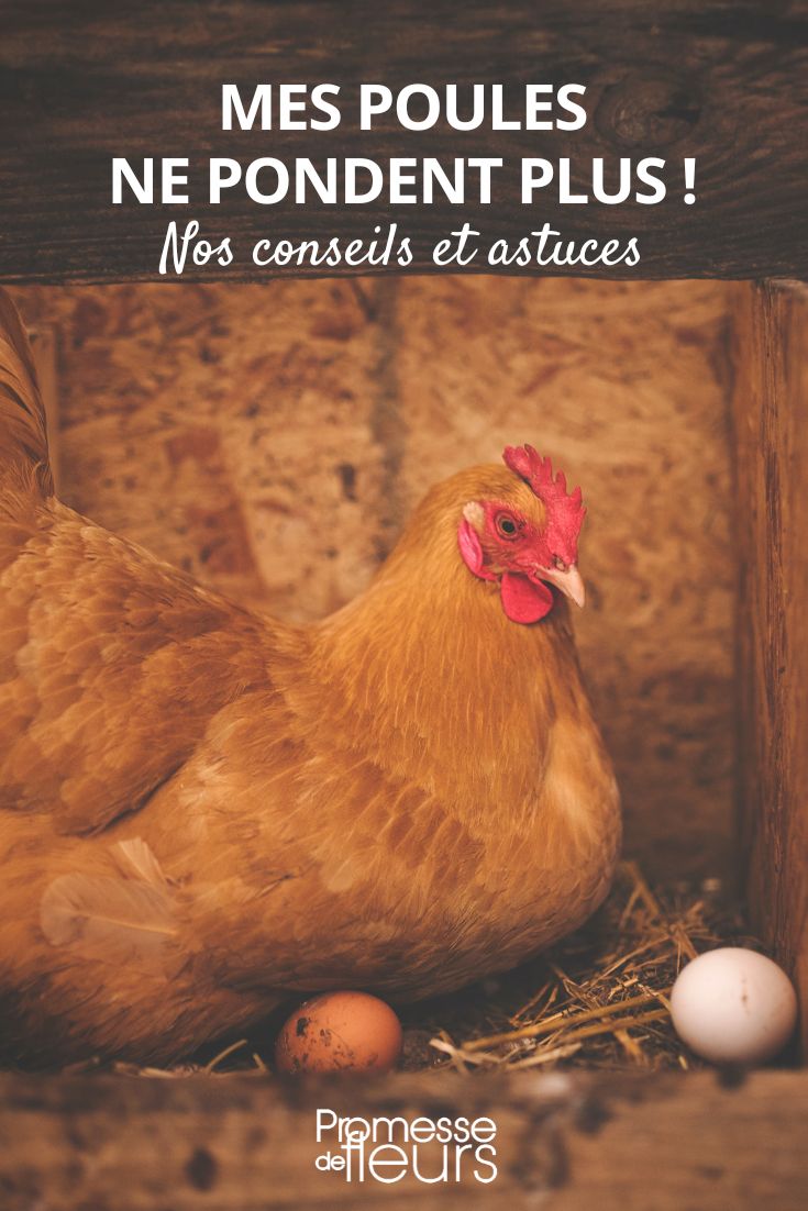 My hen no longer lays eggs.