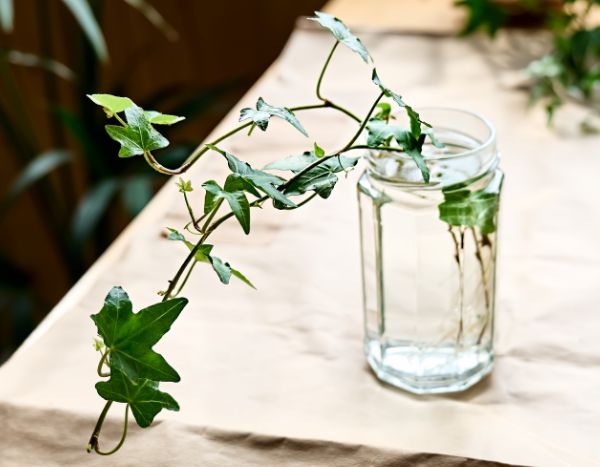 How to propagate ivy?