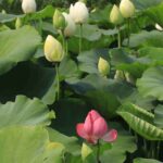 Nelumbo - Lotus: Planting, Growing and Caring