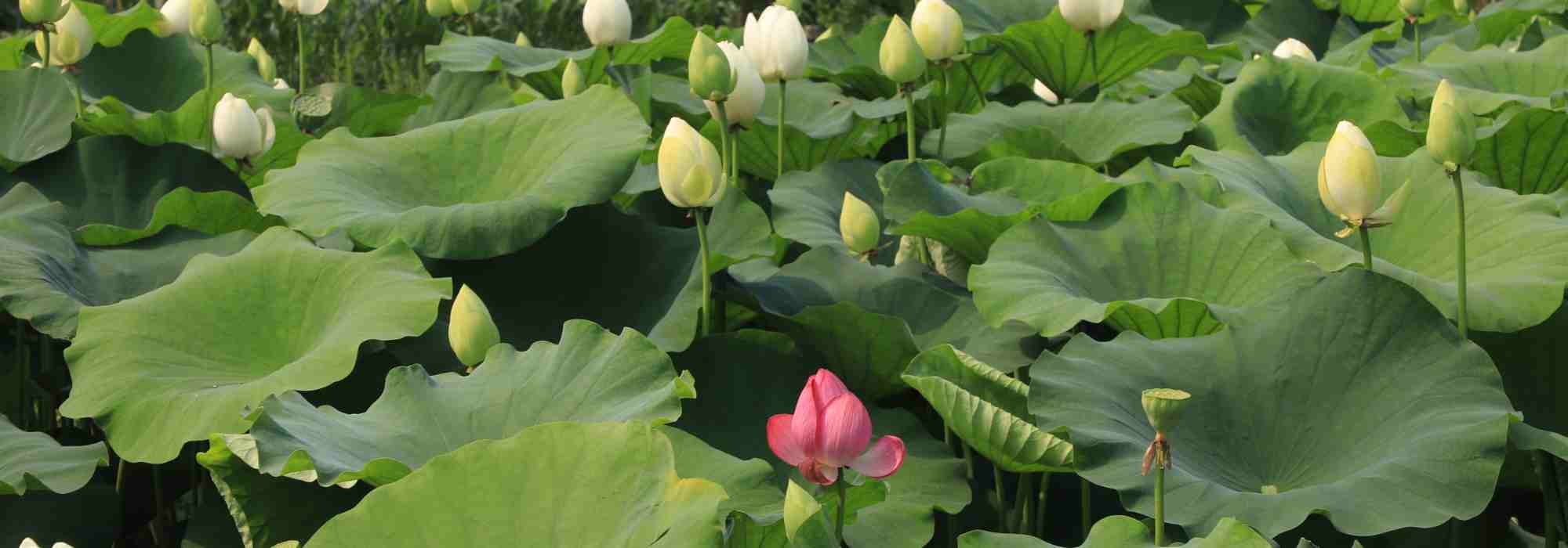 Nelumbo - Lotus: planting, growing and caring