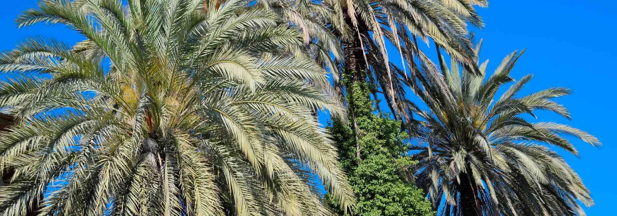 Nematodes for palm pests: why and how to use them in the garden?