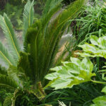 Make your garden a lush oasis!