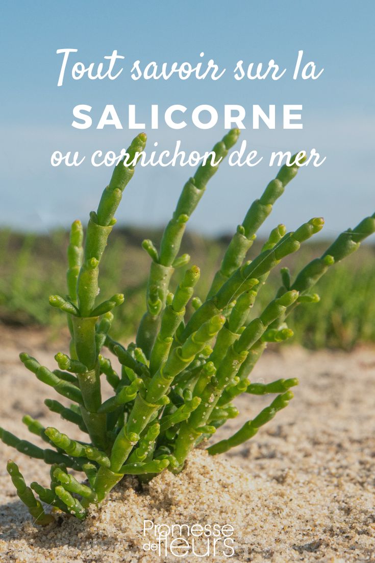 samphire sea holly