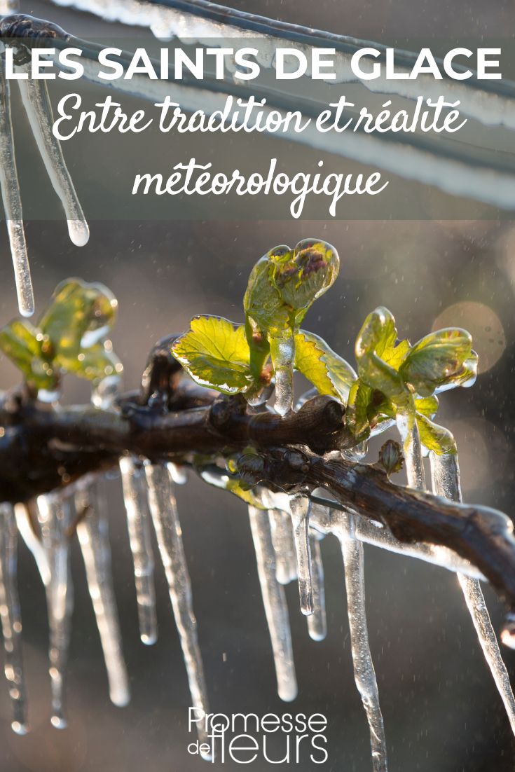 the Ice Saints late frosts