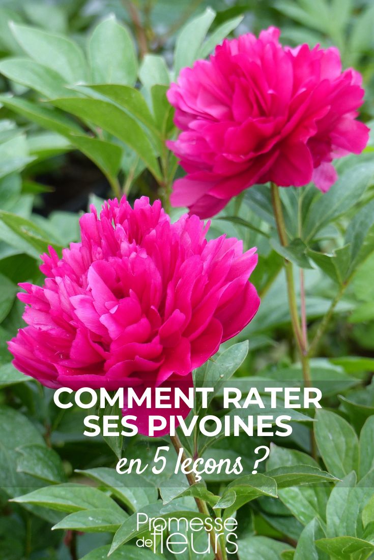 Peony-lactiflora-Felix-Crousse