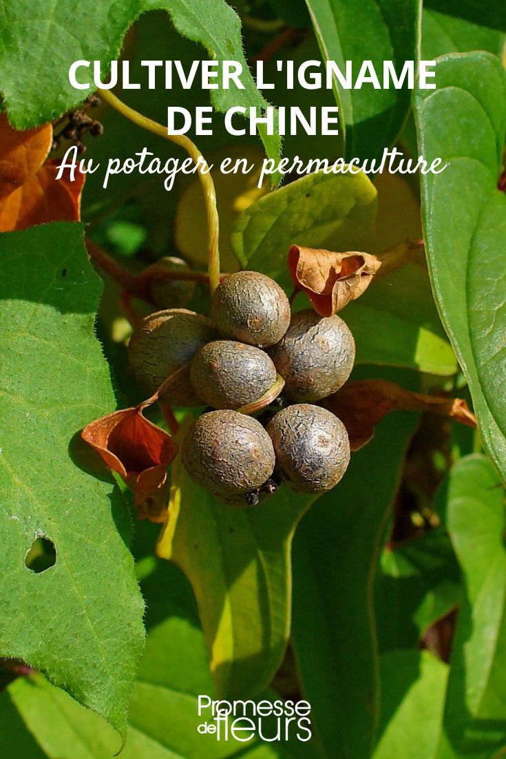 Vegetable Garden and Permaculture: Discover the Cultivation of Chinese Yam Dioscorea polystachya