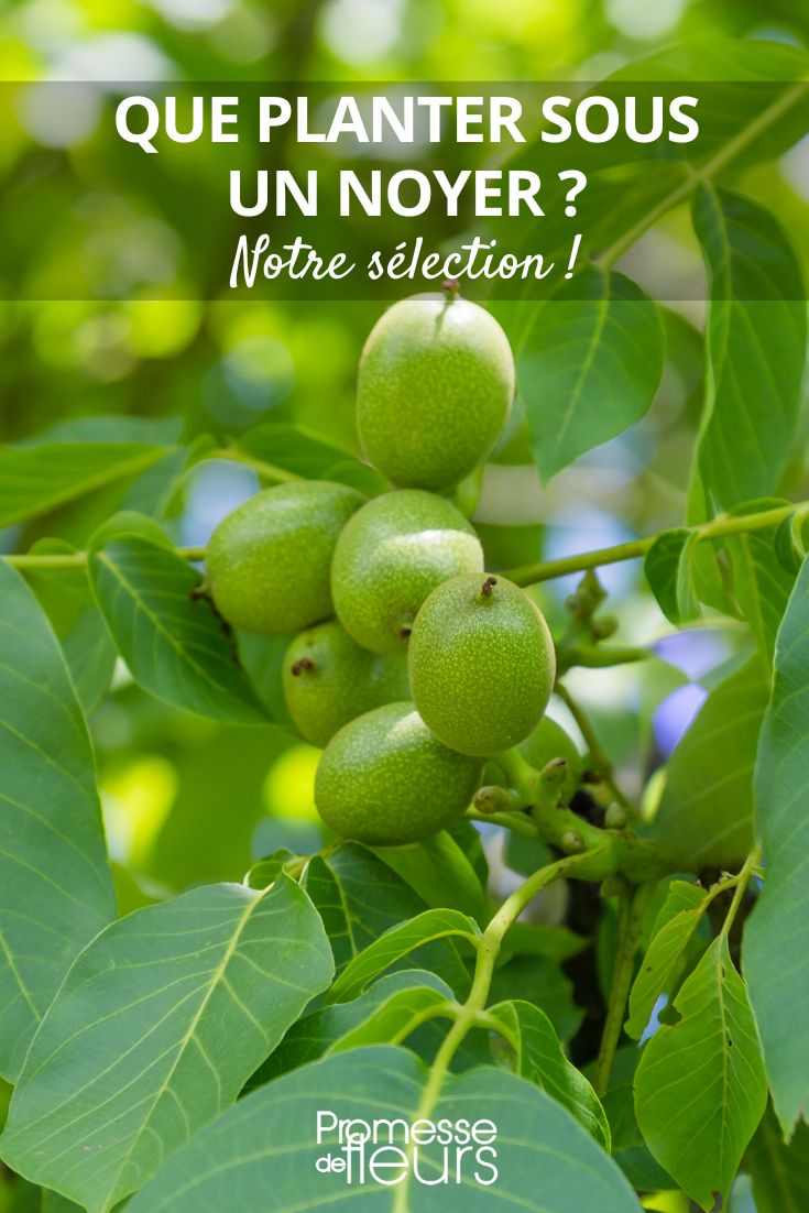 plants that can be planted under a walnut tree
