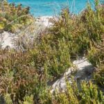 Samphire - Sea Pickle: Planting, Growing and Harvesting
