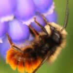 Pollinating mason bee cocoons: why and how to use them in the garden?