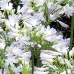 The best dwarf Agapanthus for the garden