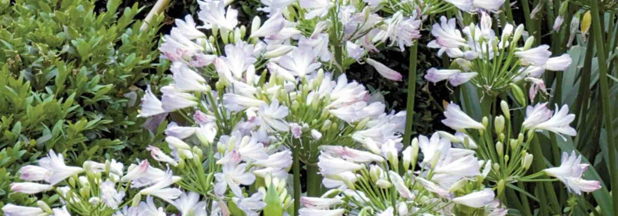 The best dwarf Agapanthus for the garden