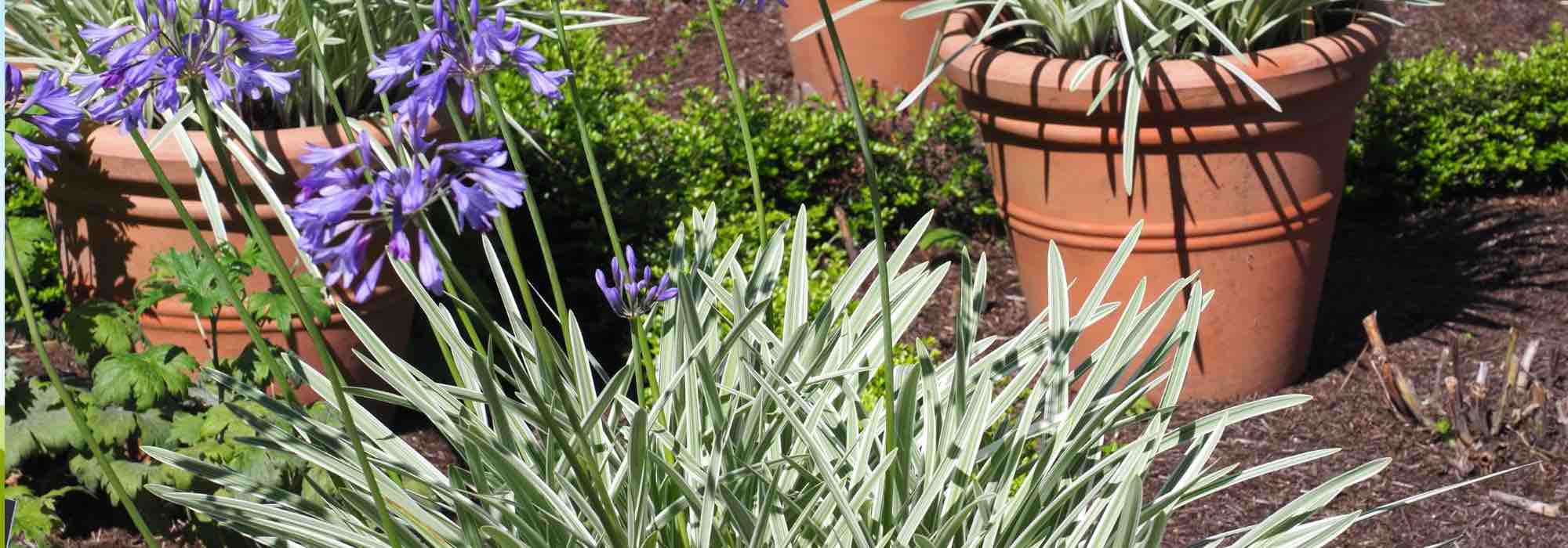 Discover Agapanthus with variegated foliage