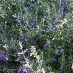 The best garrigue shrubs and bushes