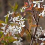 7 Must-have shrubs for a Forest garden