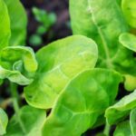 Growing orache, an ancient vegetable with a spinach flavour