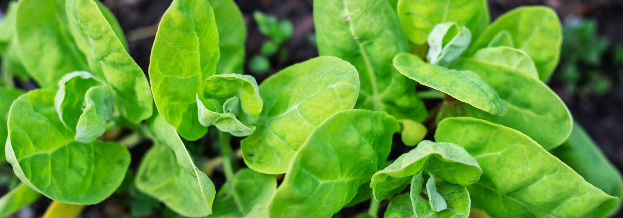 Growing orache, an ancient vegetable with a spinach flavour