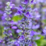 Purple and mauve flowers: how to pair them to make them stand out?