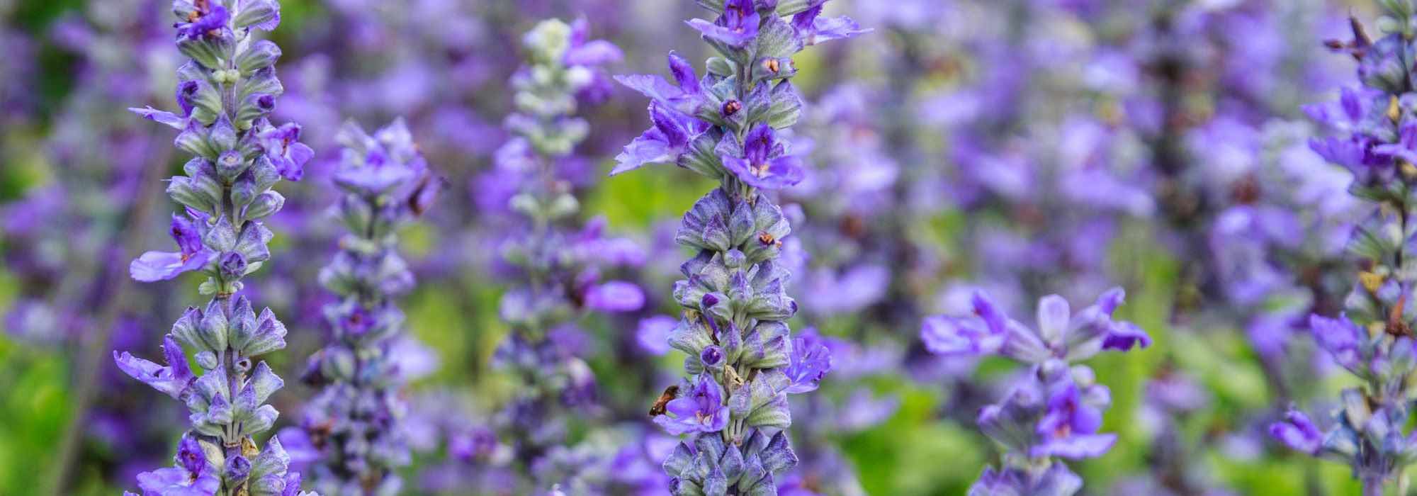 Purple and mauve flowers: how to pair them to make them stand out?