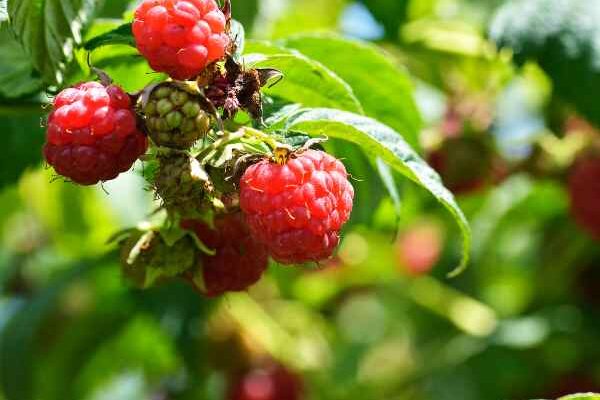 How to plant a raspberry hedge?