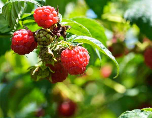 How to plant a raspberry hedge?