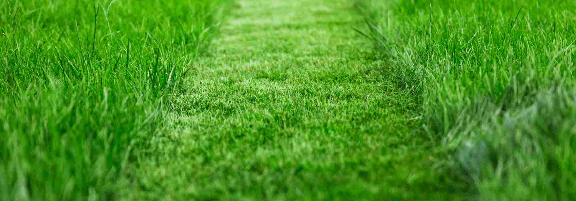 Eco-friendly lawn care: follow our practical guide!