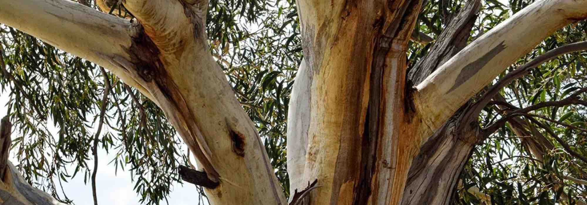 They resist the cold: discover the hardiest Eucalyptus trees